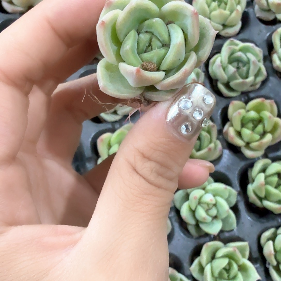 翠珍妮多肉3颗一组