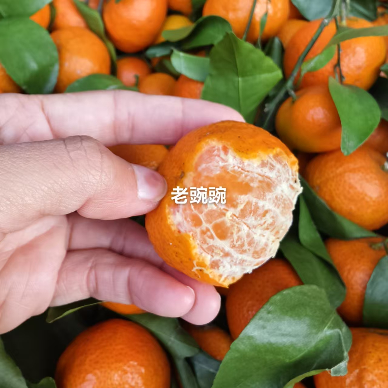 【纯天然不打蜡】广西不打蜡纯天然砂糖橘新鲜采摘