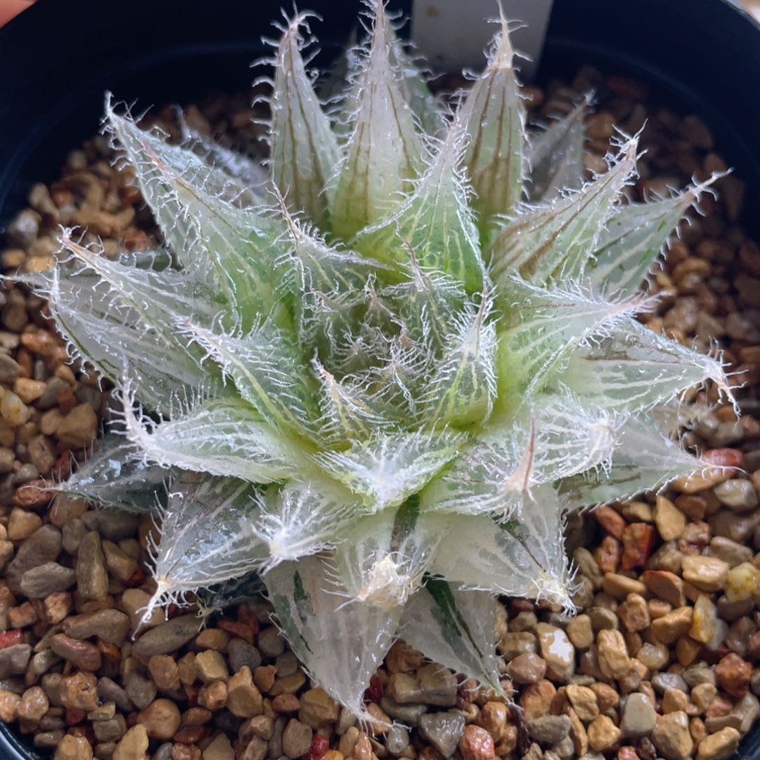 13.十二卷多肉实生原始种玉露锦。   