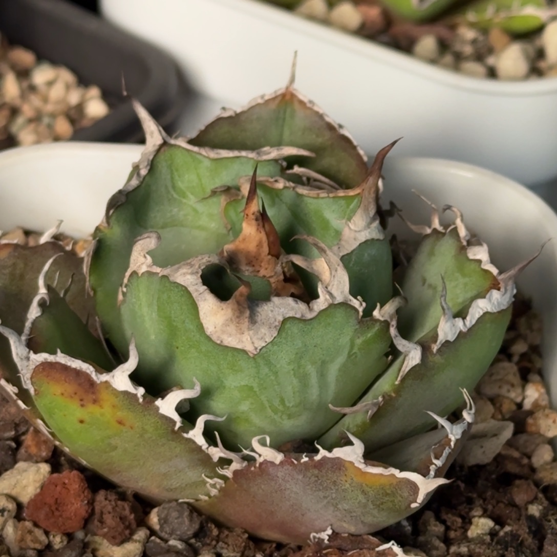 无花朵龙舌兰任王冠白