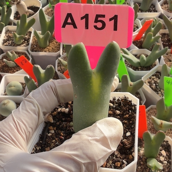 菊***151jjjjjjjjjjjhhhhbj