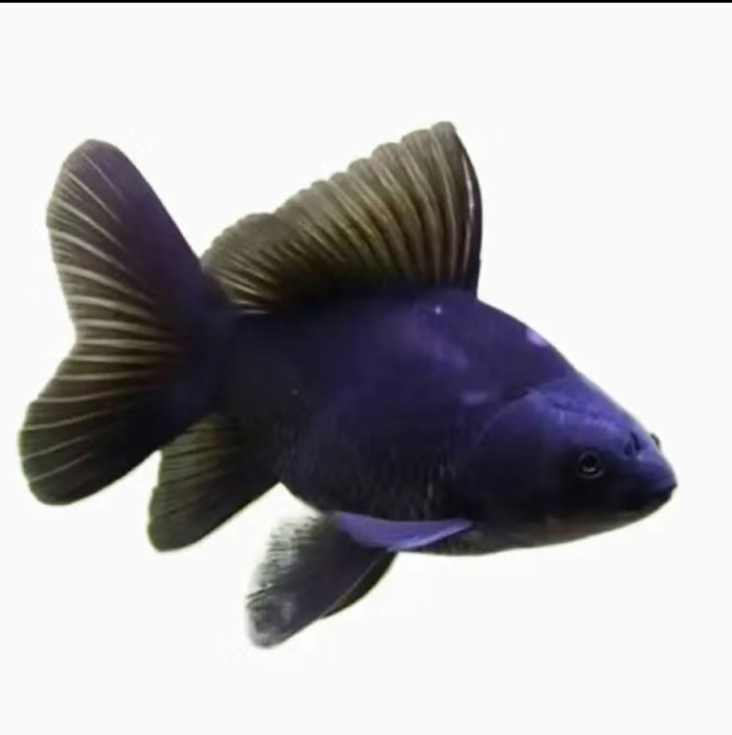 纯种冷水观赏鱼墨蝶蝴蝶鲤大鳍大尾好养耐活