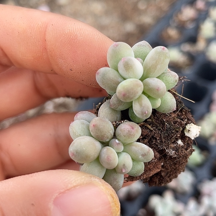 一我一拍满18包邮