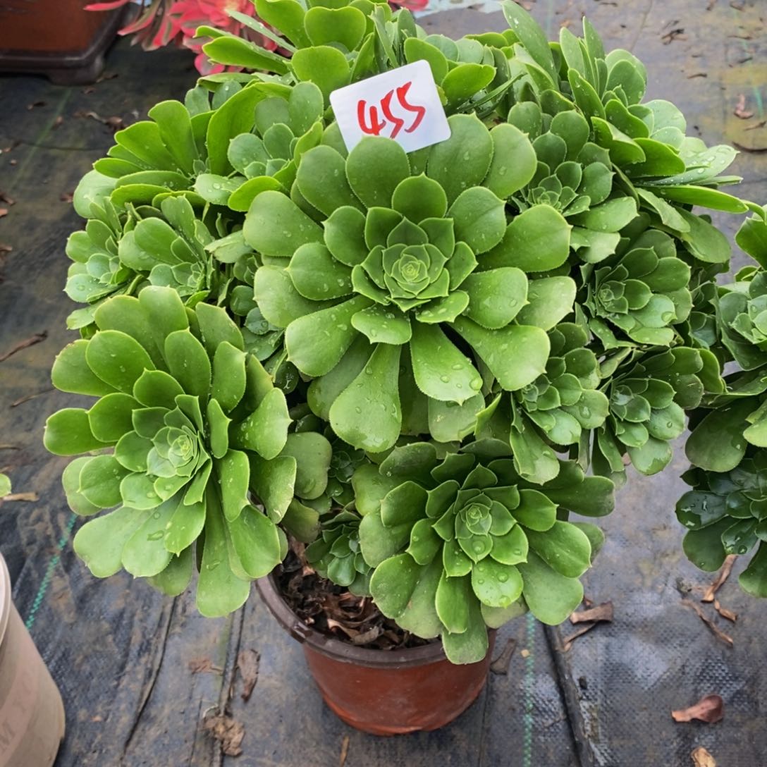455号绿杨蓉法师多肉