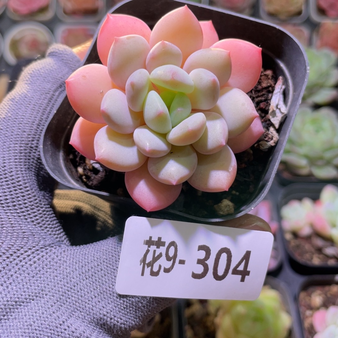 花利美9-304玉兔 