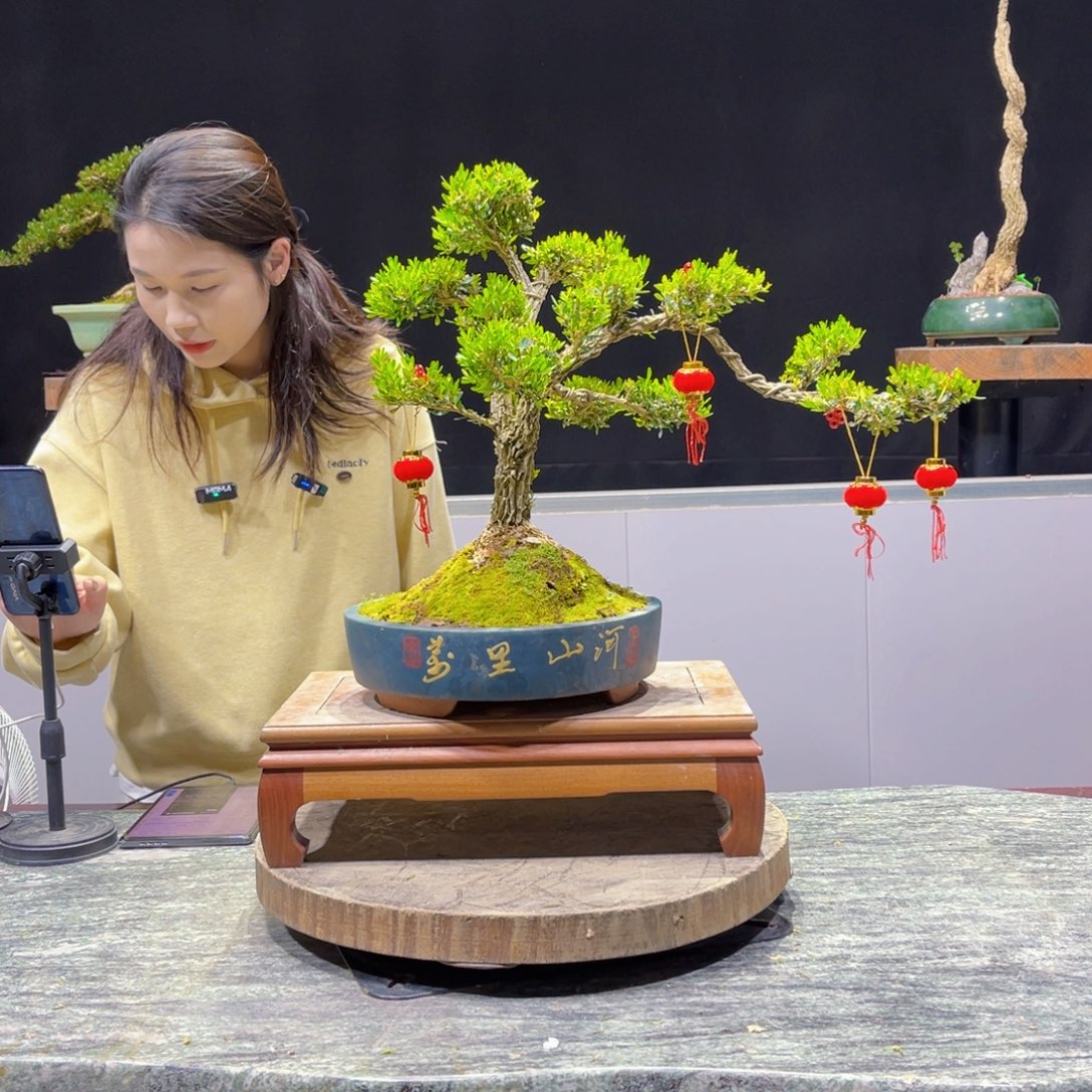 黄杨盆景雀舌软枝