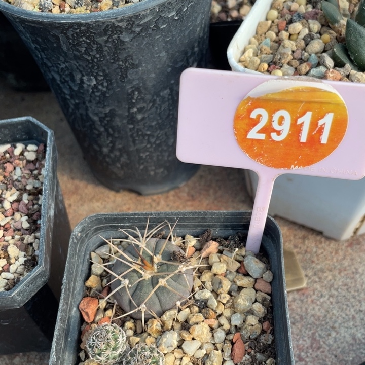 实生仙人球291-100000000