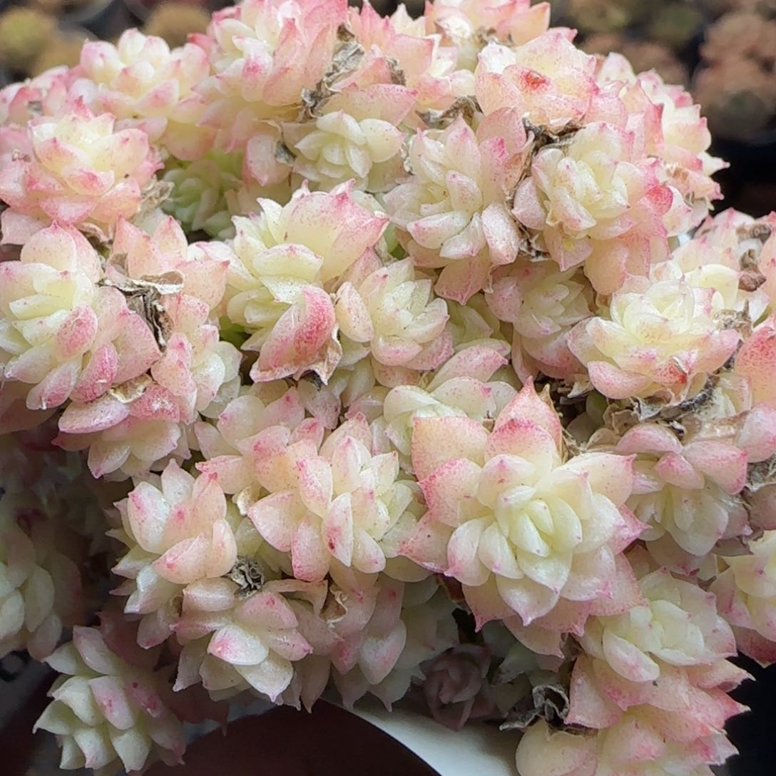 花语逸镜0311-379散