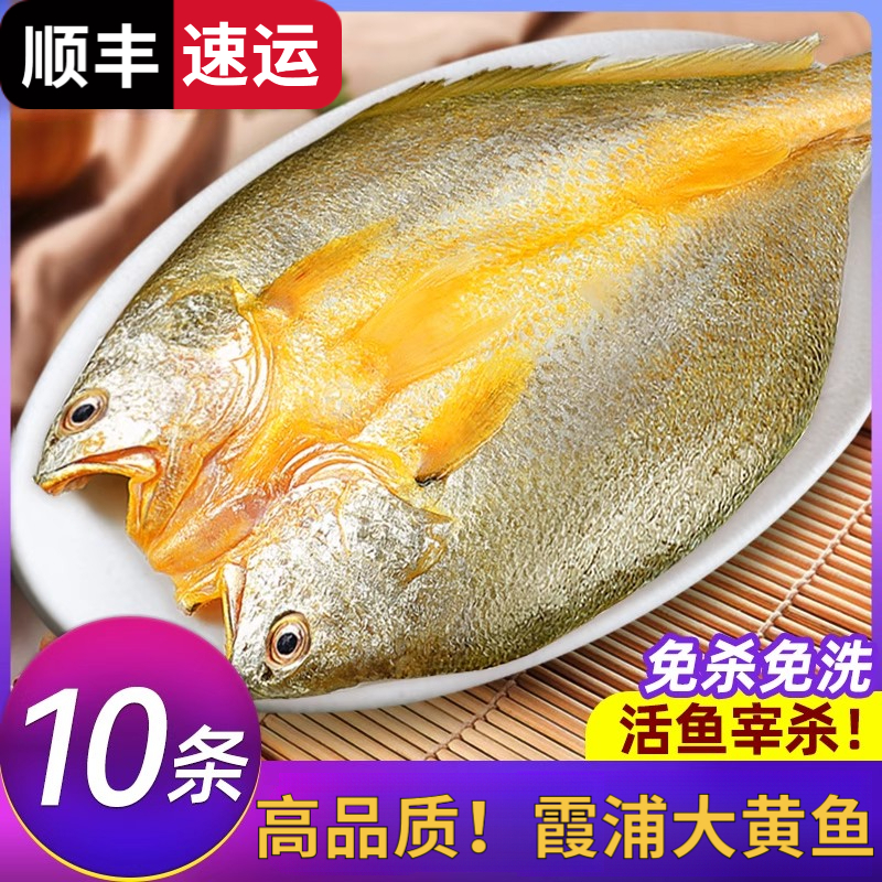 黄鱼鲞新鲜冷冻大黄鱼黄花鱼三去生鲜宁德小黄鱼鲜活海鲜海鱼商用