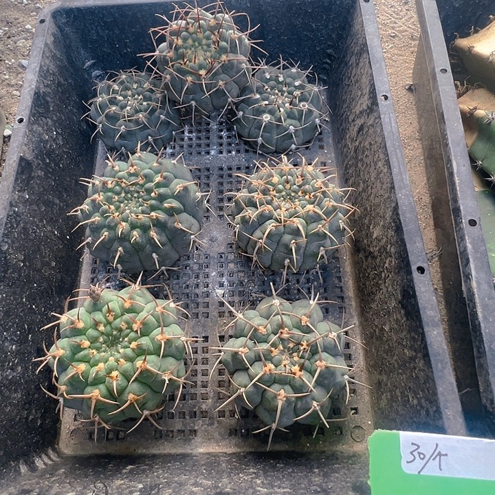 三刺玉。 苗接落地自根。   