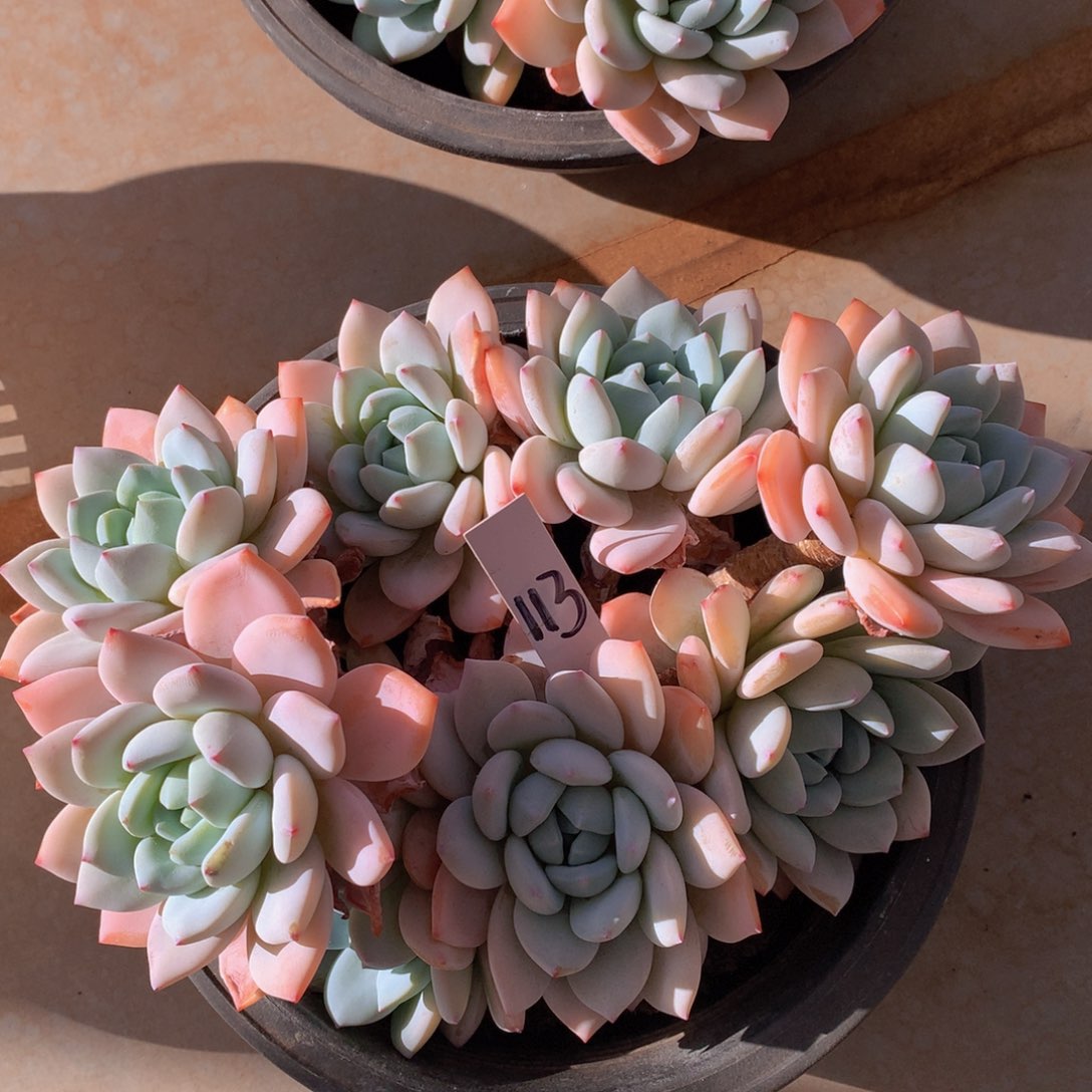 duroozuwhiwu，读727373737