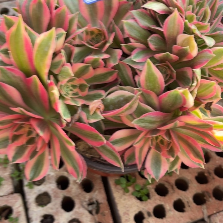 女神缀断枝不包26