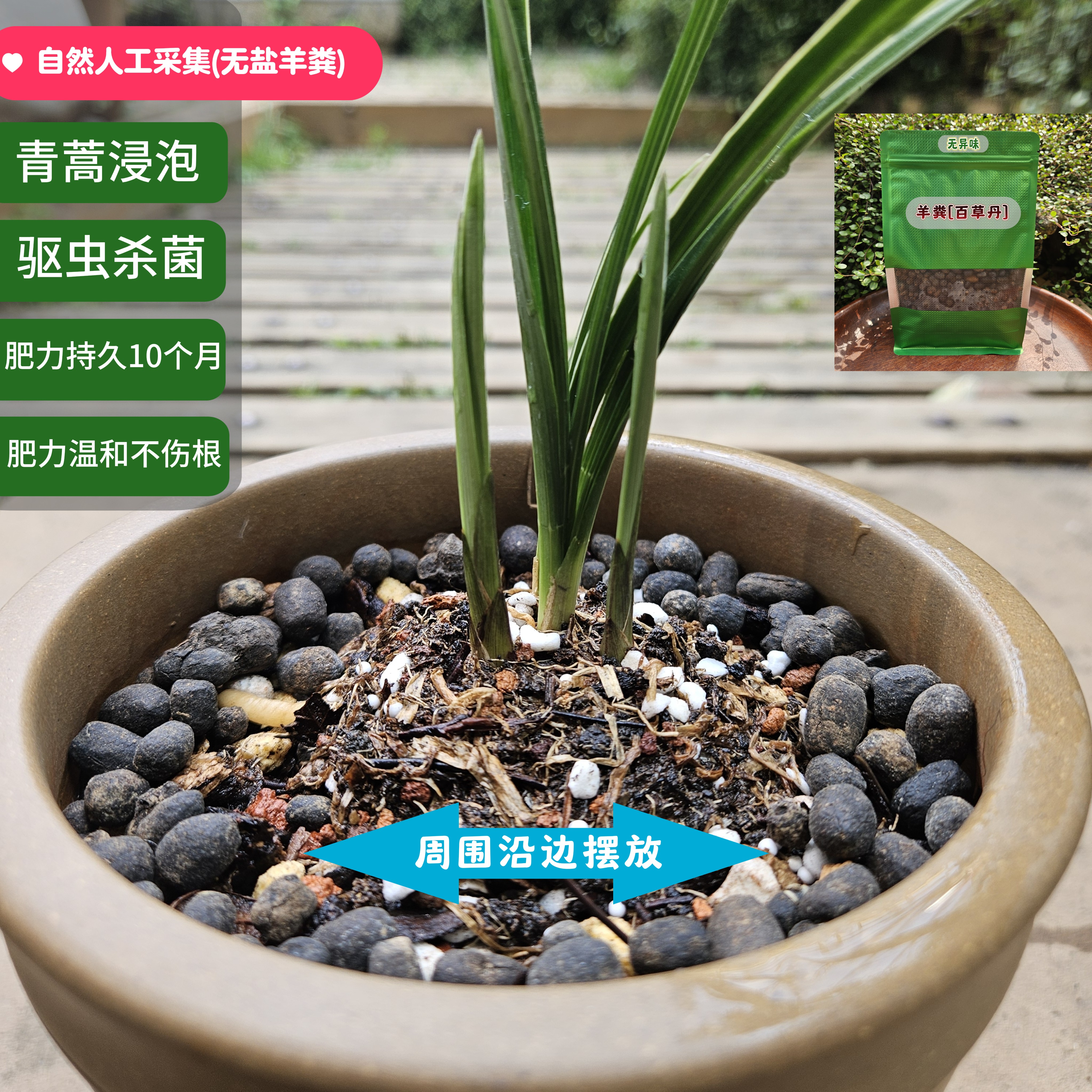 自然采集纯羊粪百草丹[青蒿泡制驱虫杀菌]云南浙商兰苑