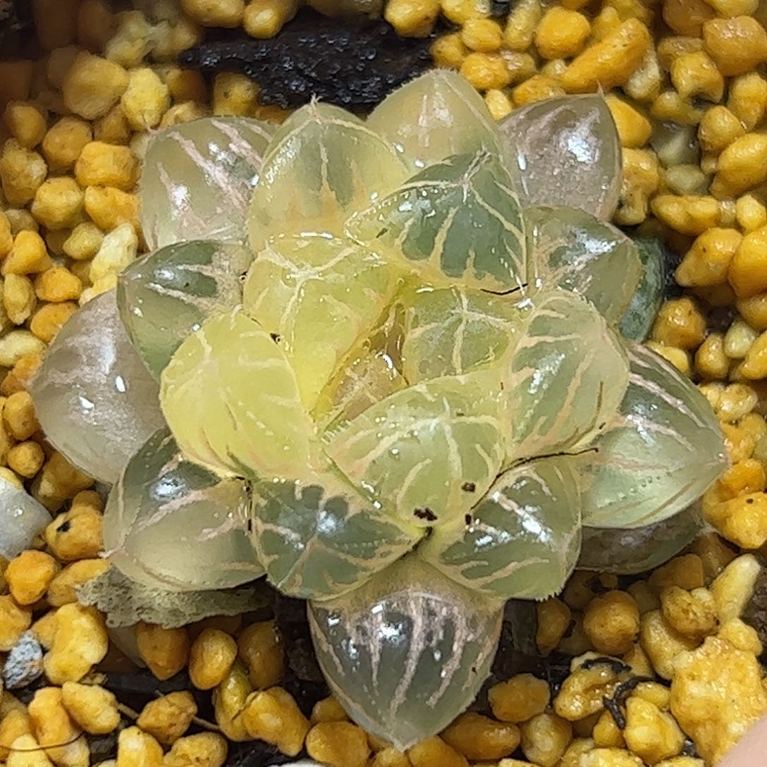 糊斑粉黛锦十二卷多肉植物