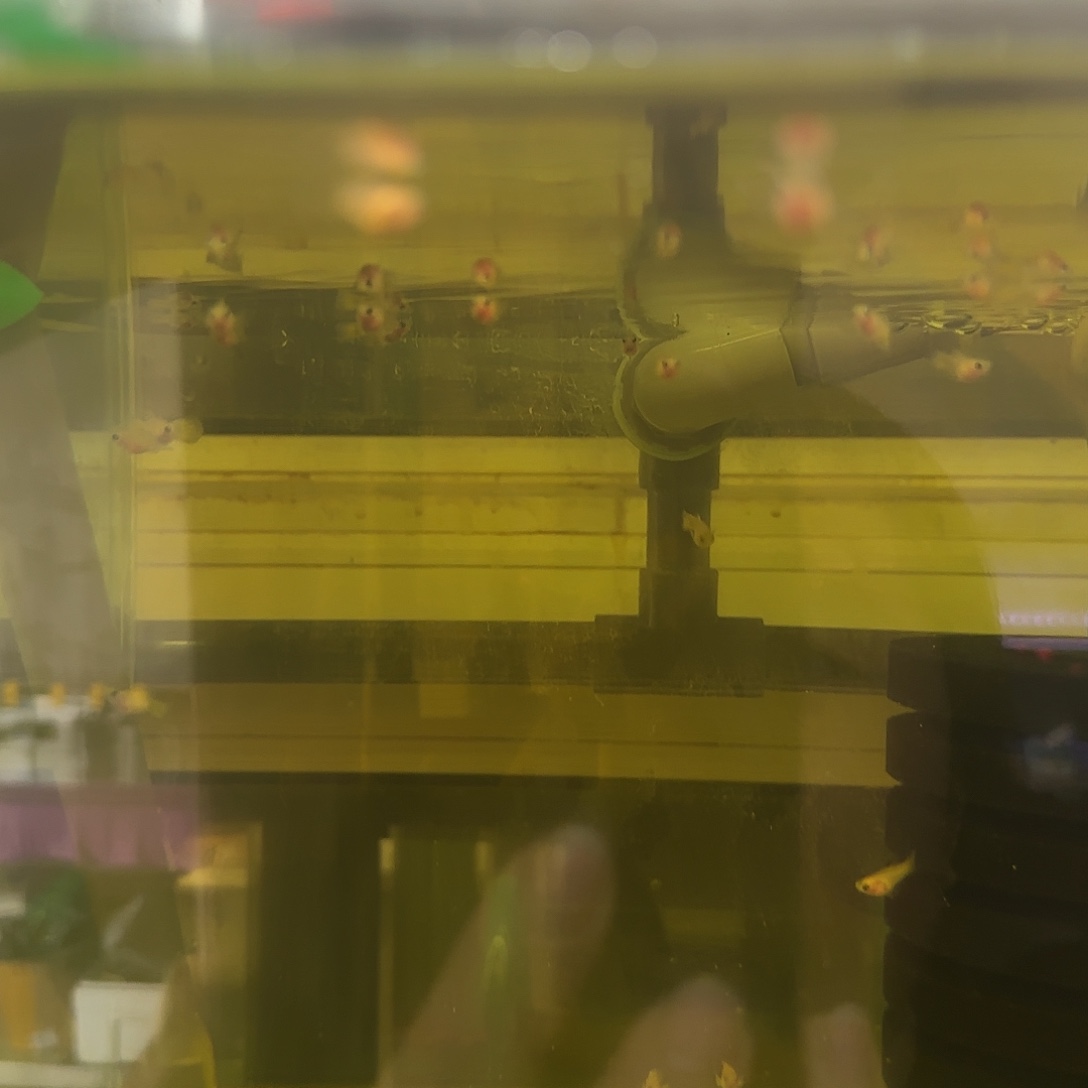 孔雀鱼卡曼橘苗10条随机