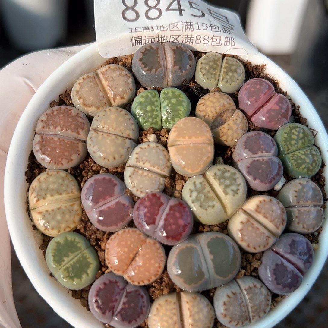 好养易活生石花大母本8845