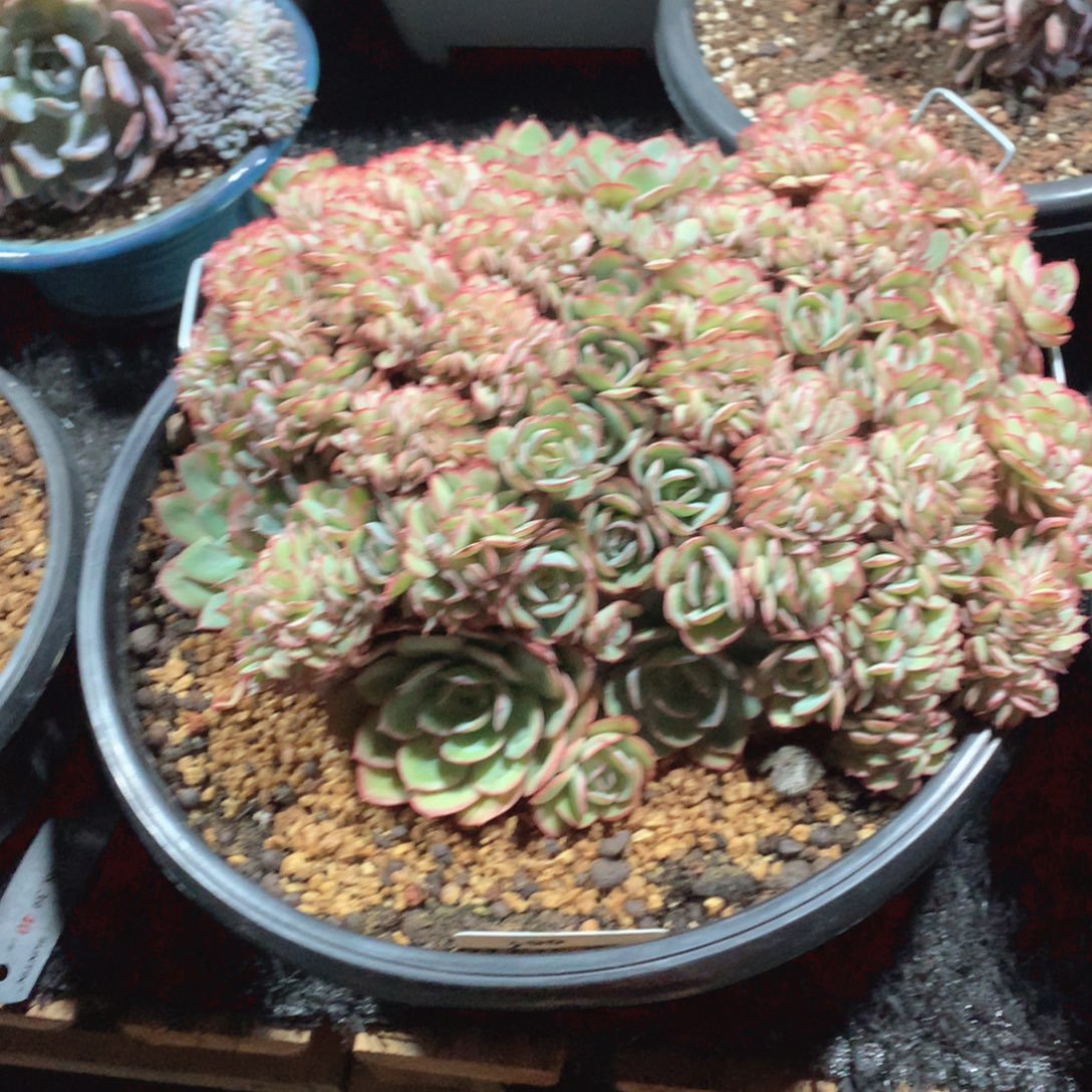 多肉植物等无毛草本的天然野生