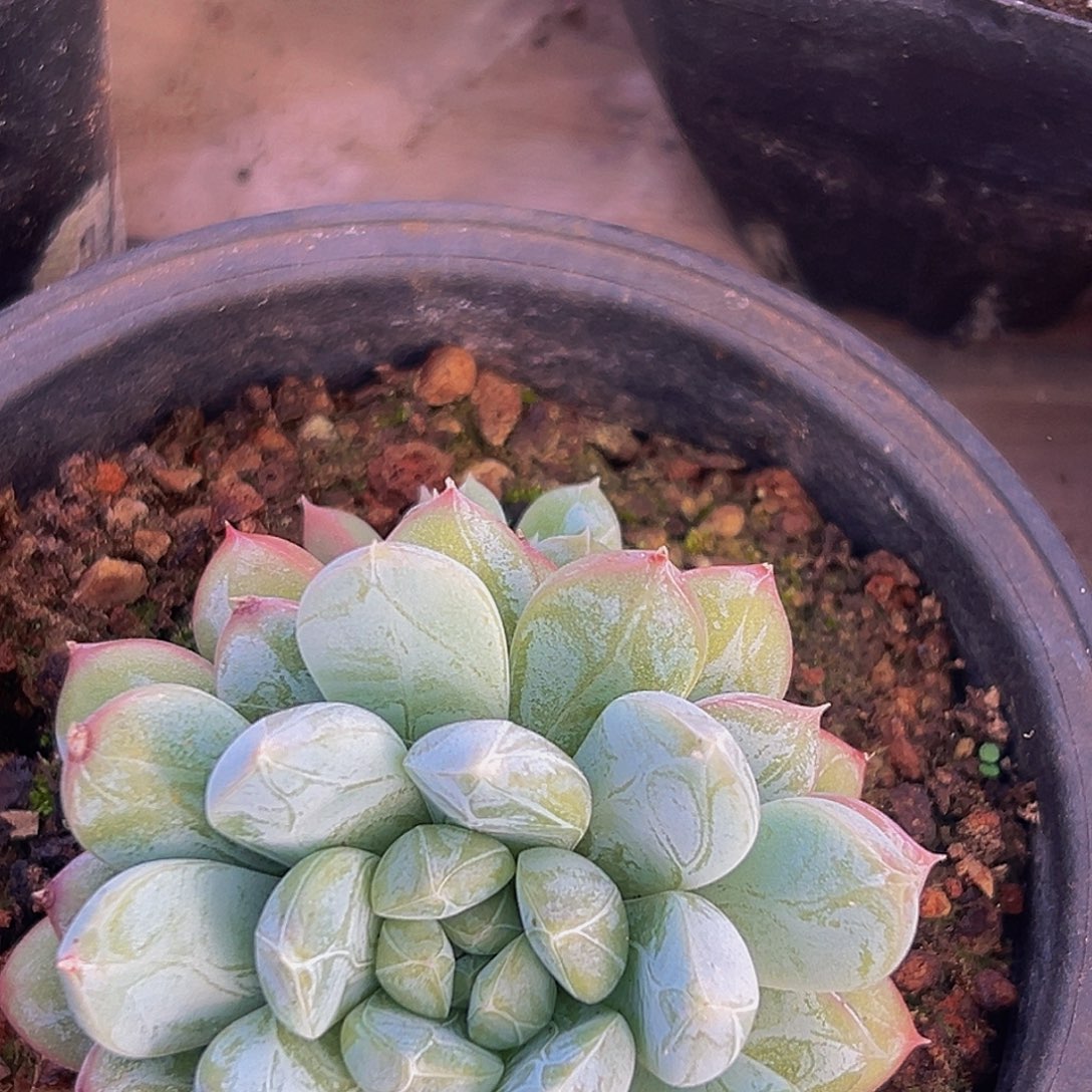 美美金品多肉美人系