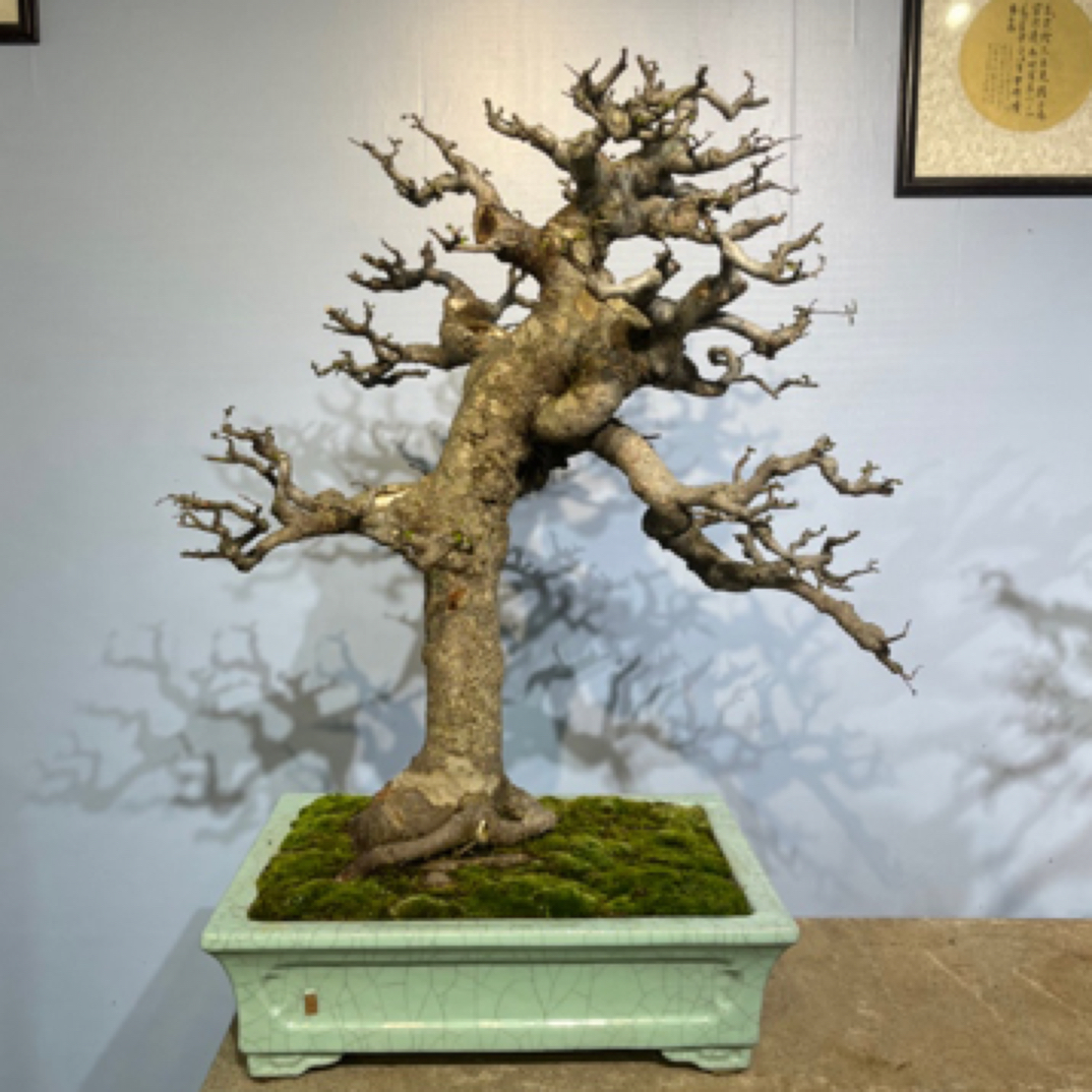 小叶榔榆【岭南年功盆景】