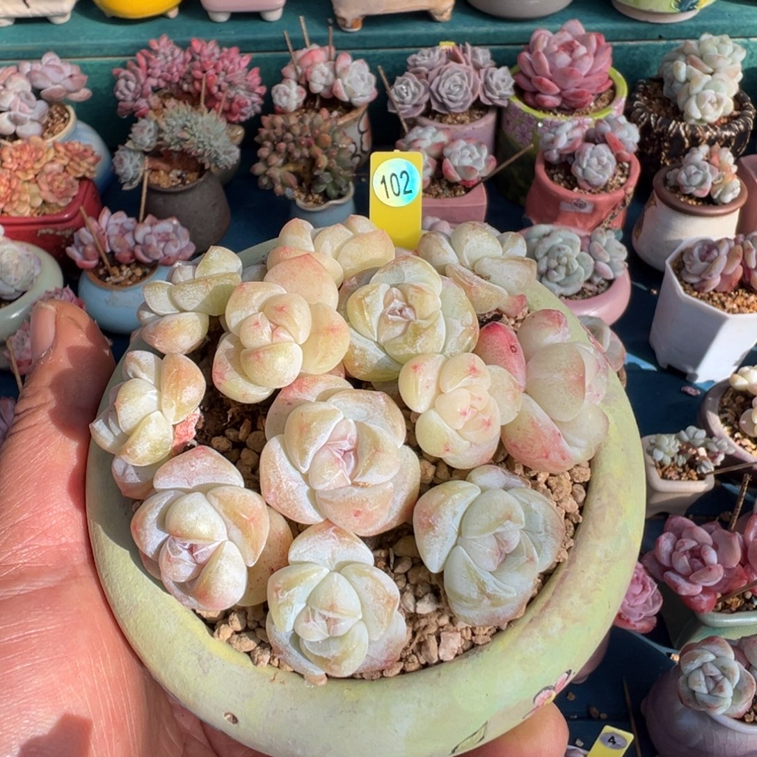 R***y102号盆子寄养000000