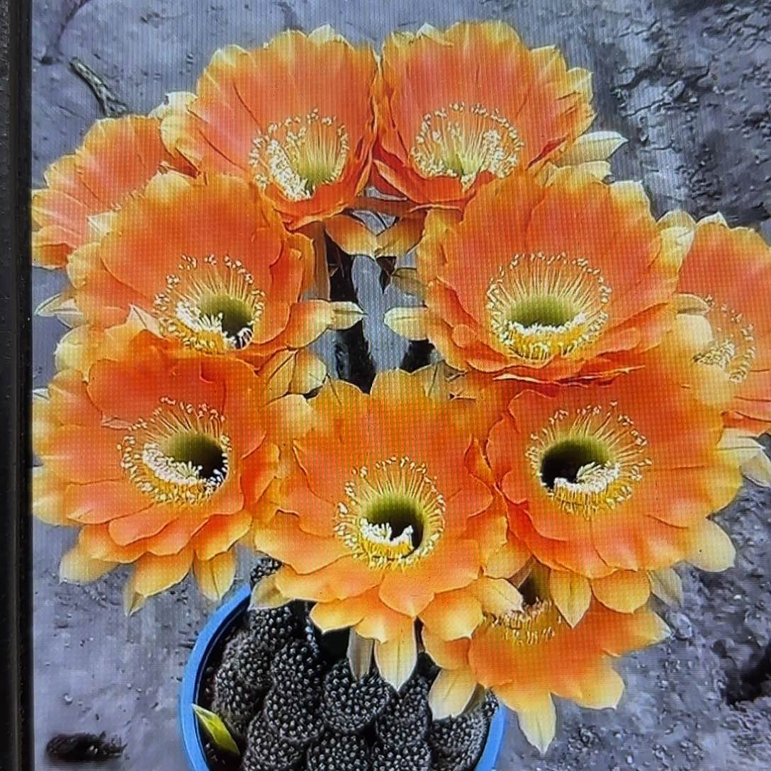 璞玉彩侧牙20包邮仙人球46