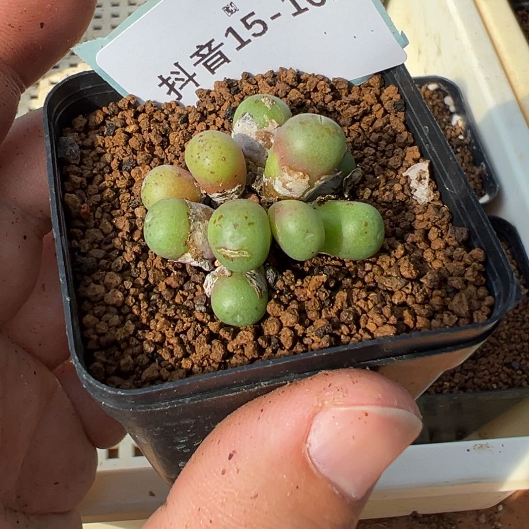 15-102皮姆多肉植物，