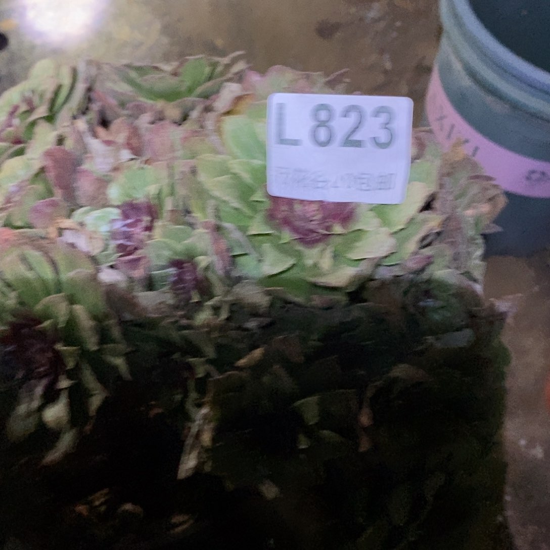 823红丝绒有瑕疵无售后多肉植物