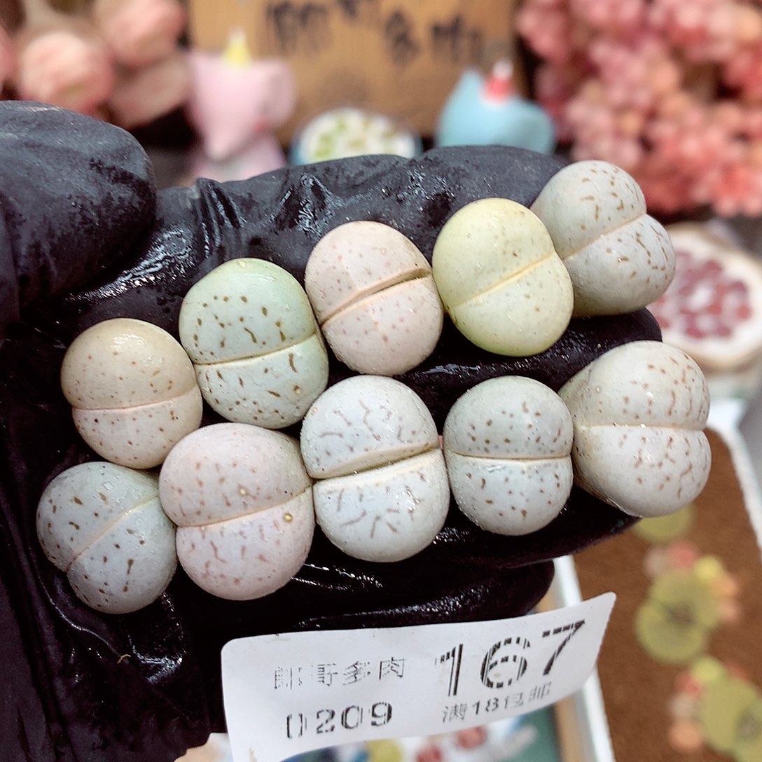 生石花满18包邮9-167