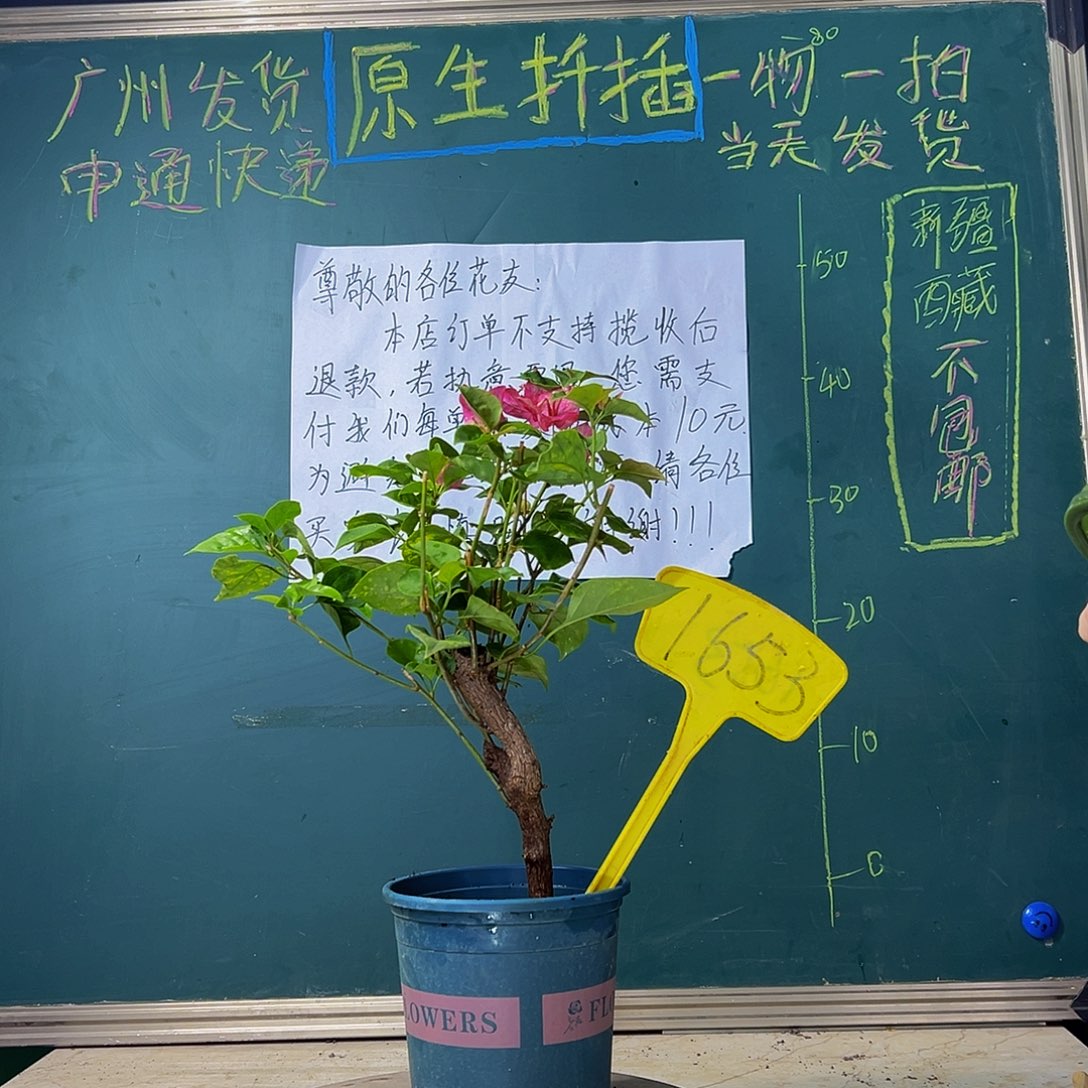 当前无花栽培后可以开花  红九月 粗杆 1653