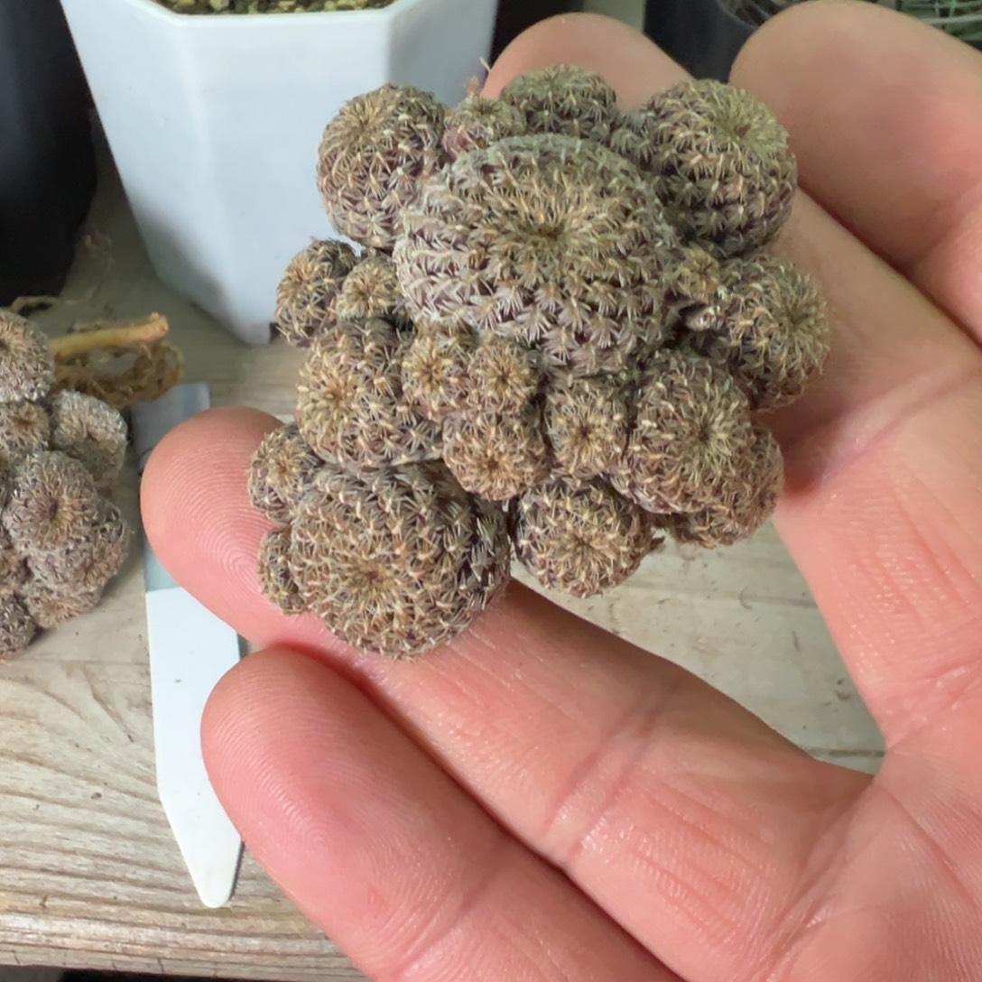 沟宝山仙人球多肉植物