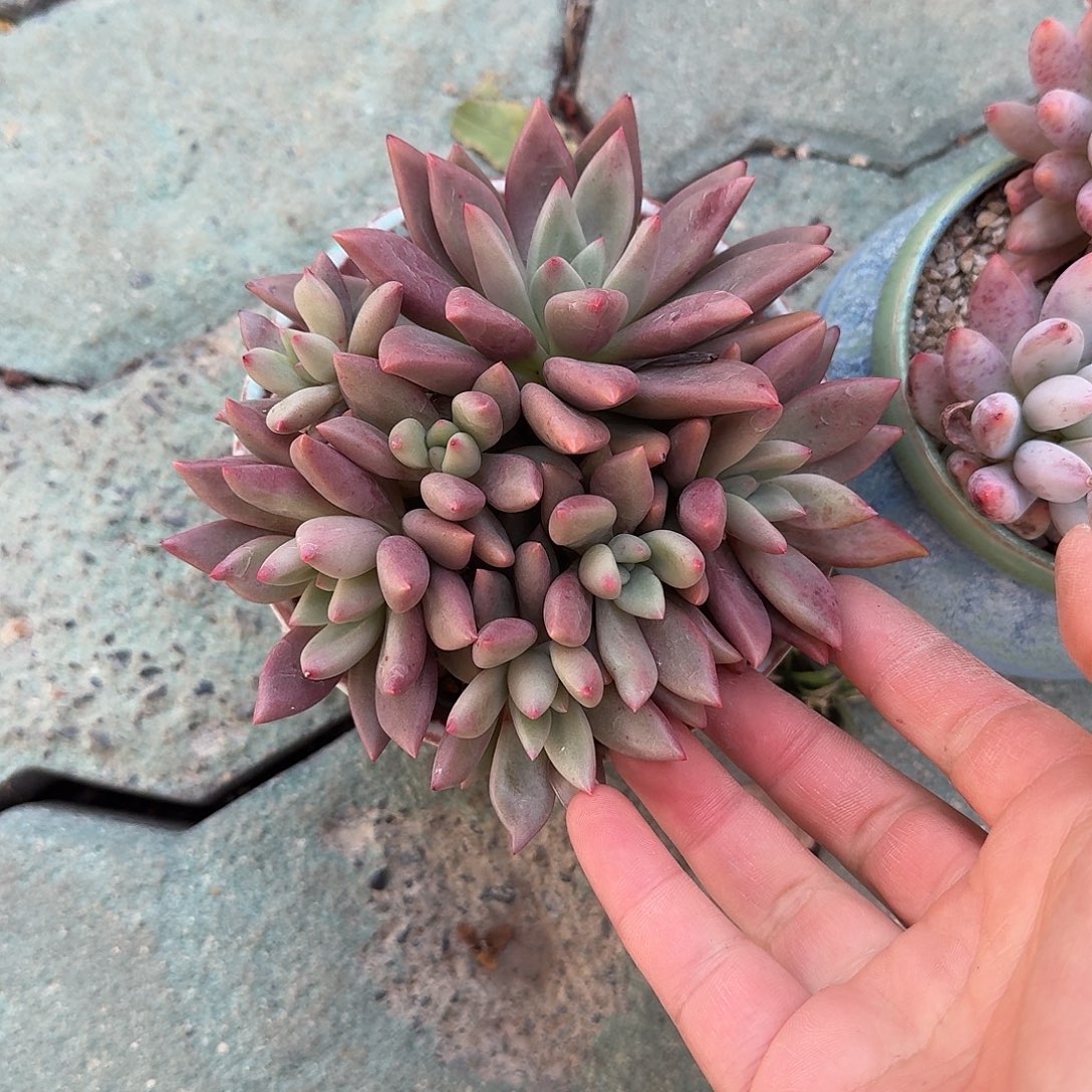 桃花源不带盆多肉植物