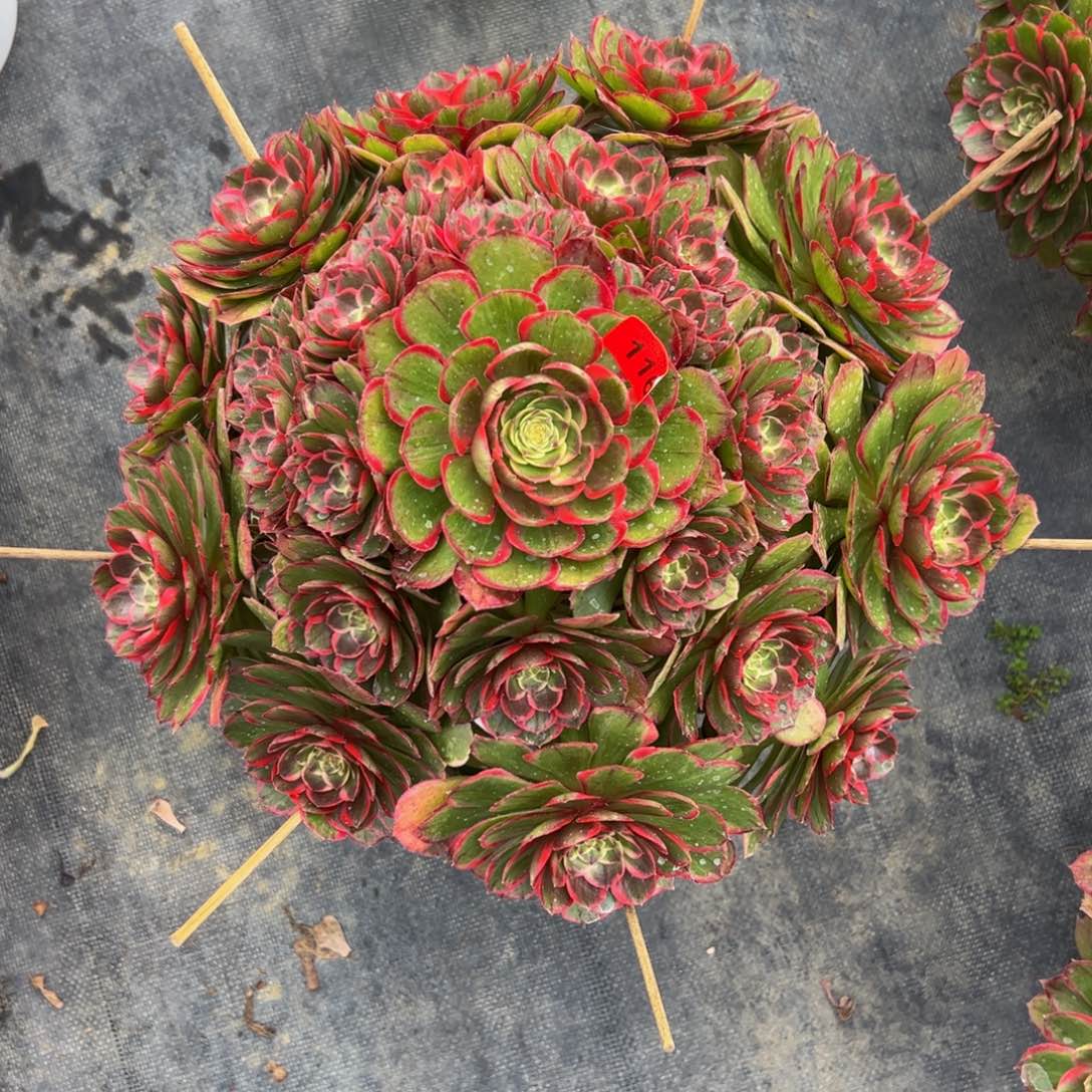 116多肉植物发货粉花妖