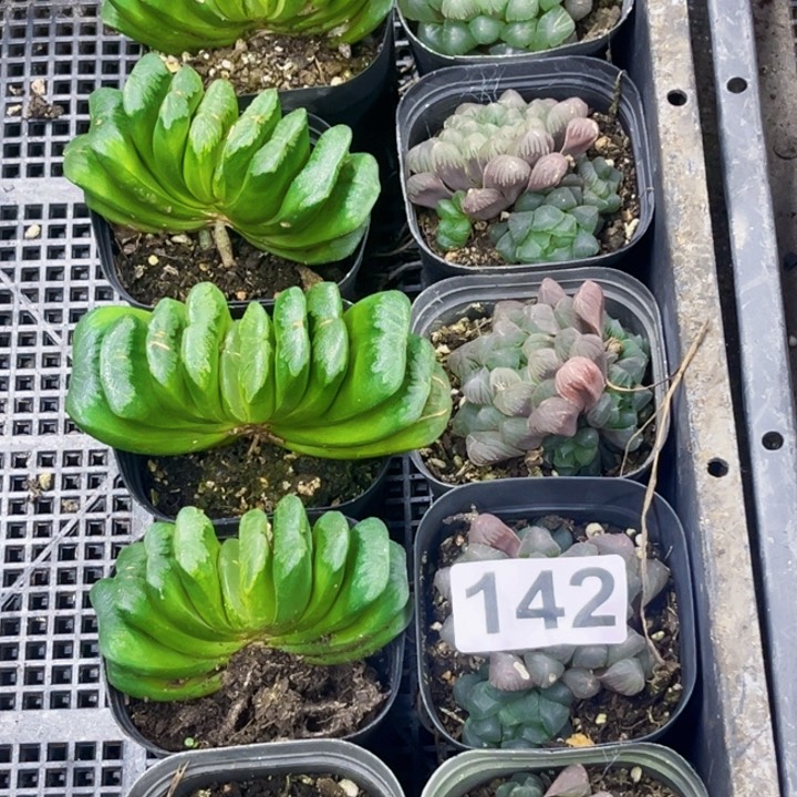 142玉扇姬玉路一物一图如图