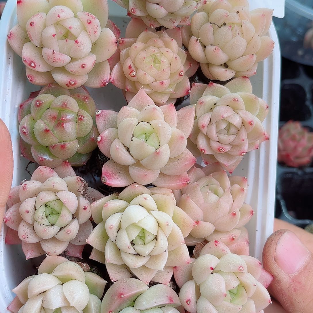 1-200 新疆西藏内蒙不发12.8包邮2-3公分多肉