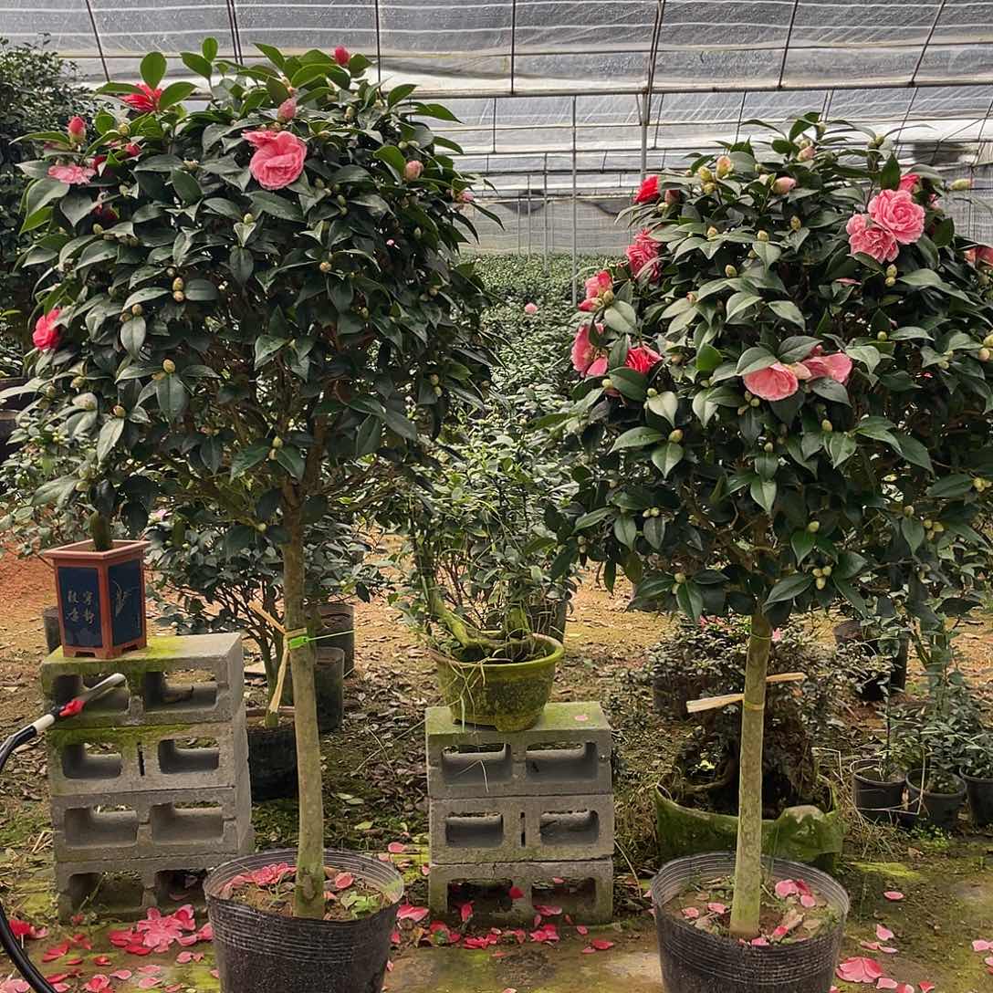 真****全部花朵五色11111