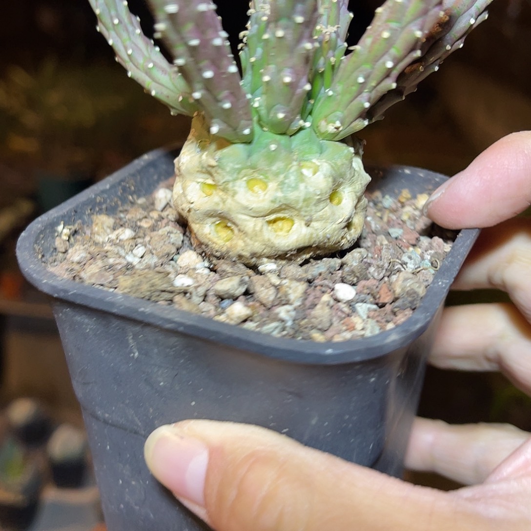 实生九头龙块根一物一拍