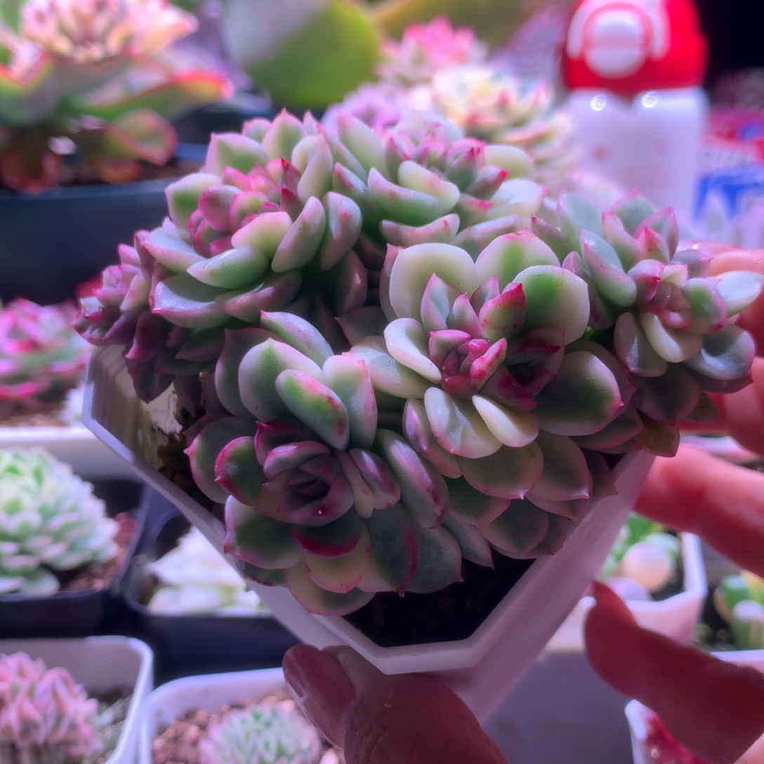 麦秆覆轮锦群生有根