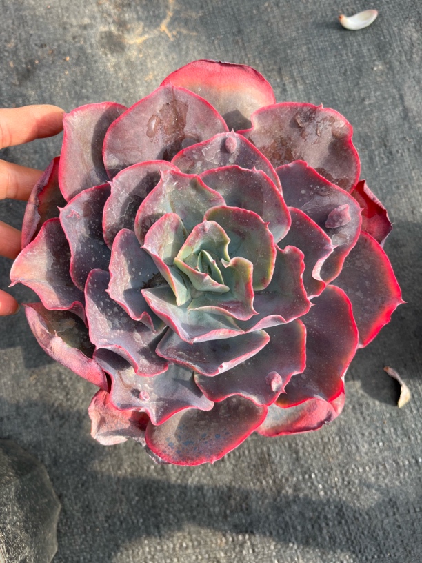 天空之城，大单头多肉植物冠幅18厘米左右