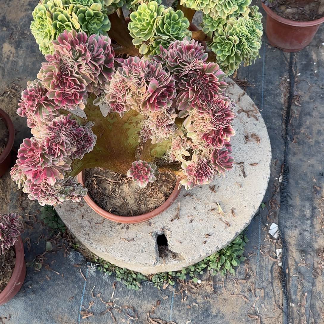 范***华女巫经理咯哦哦呃呃呃呃