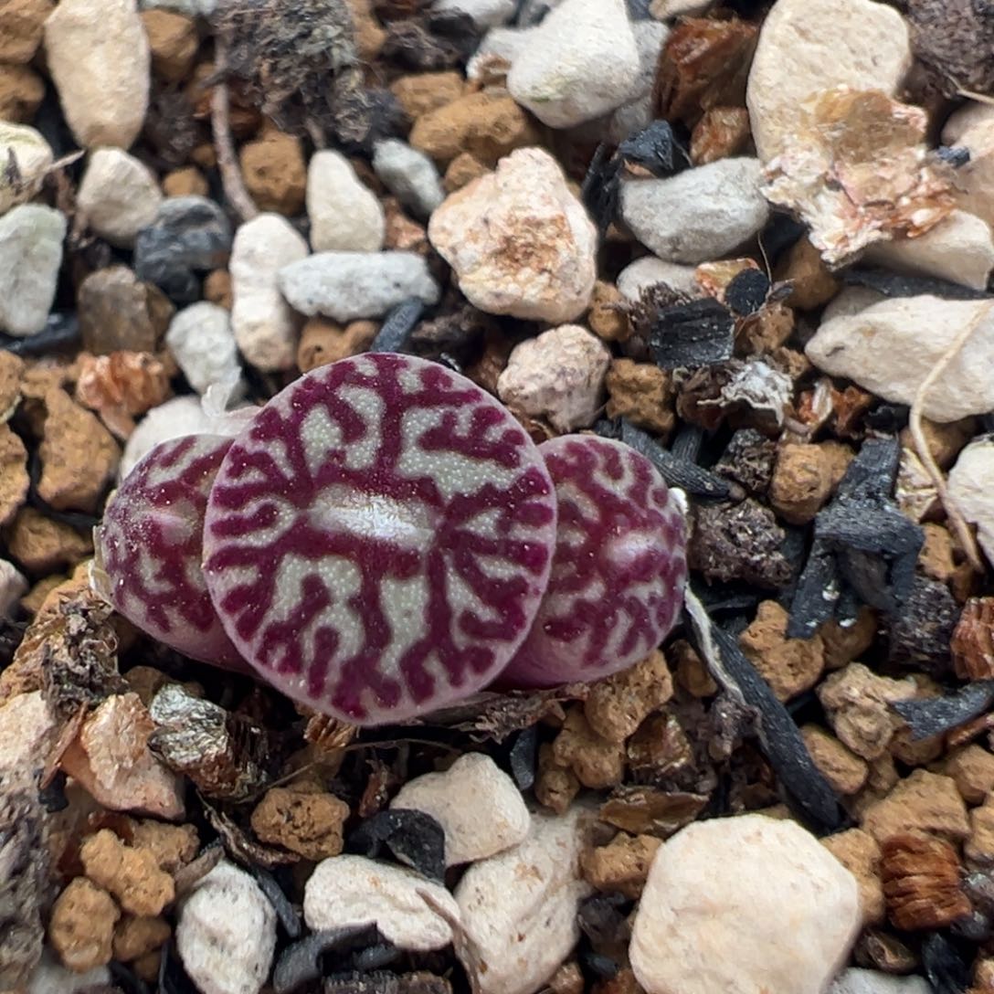 45多肉植物百科知识