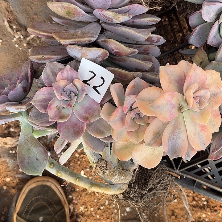 嫣***然紫乐景22号多肉植物精品