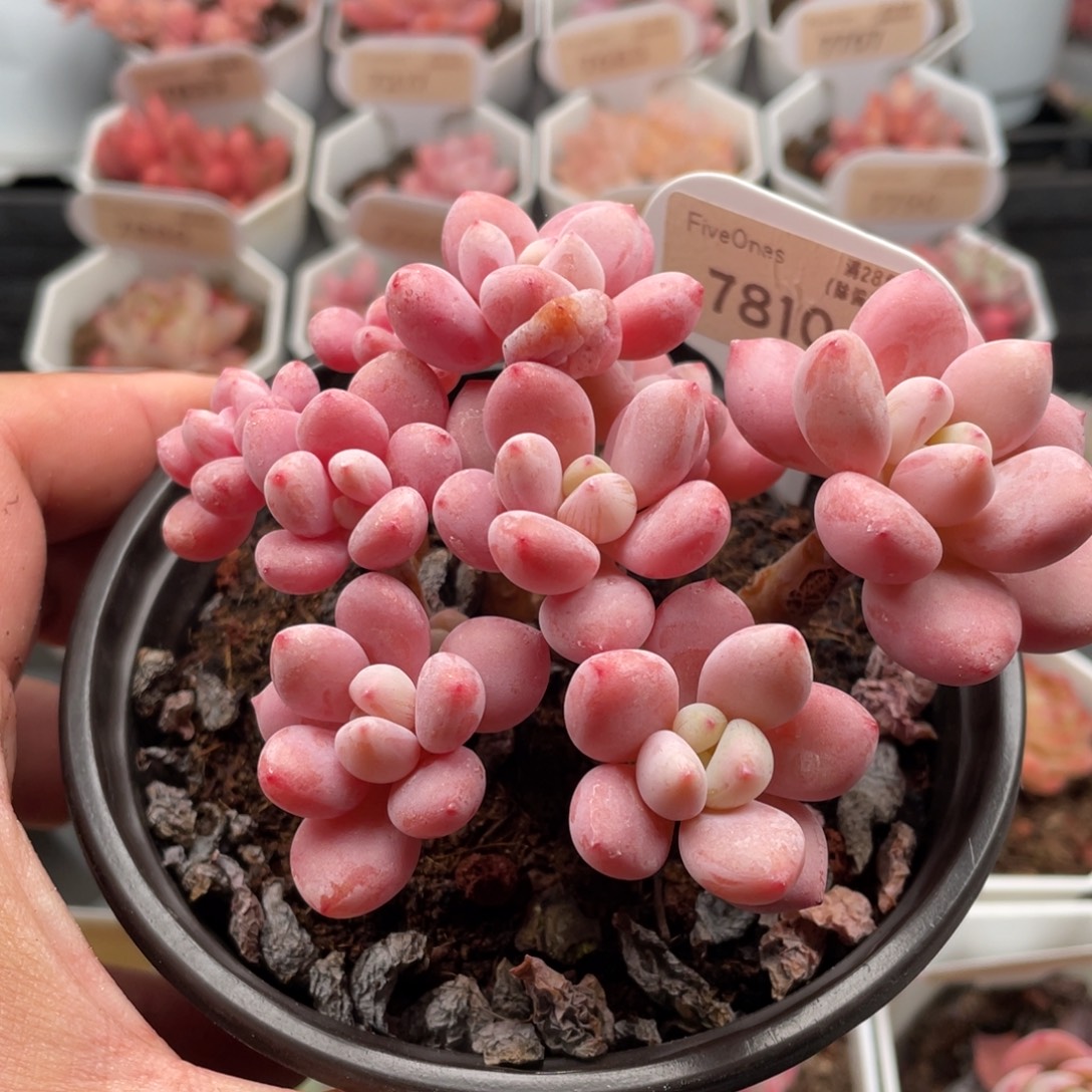 樱花洛神7810-10.5厘米