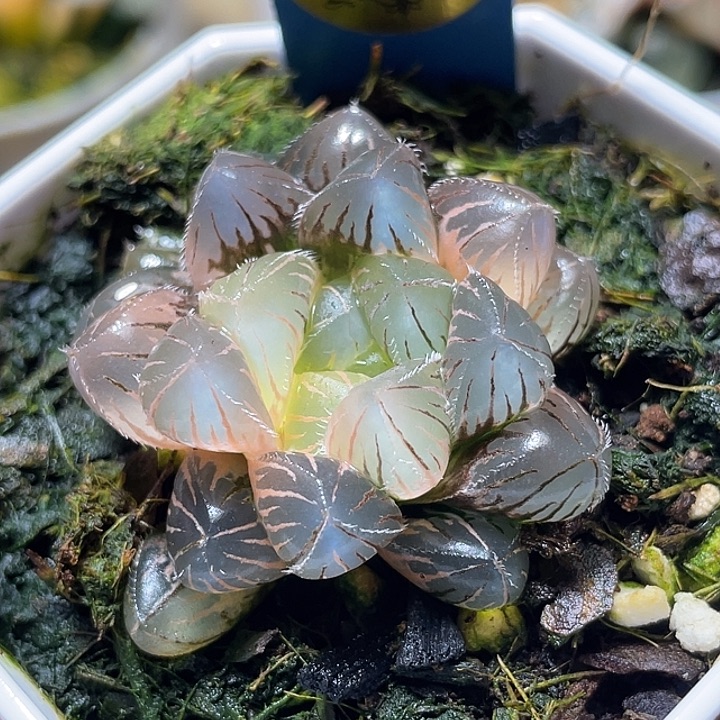 596蓝镜玉露锦特选福利