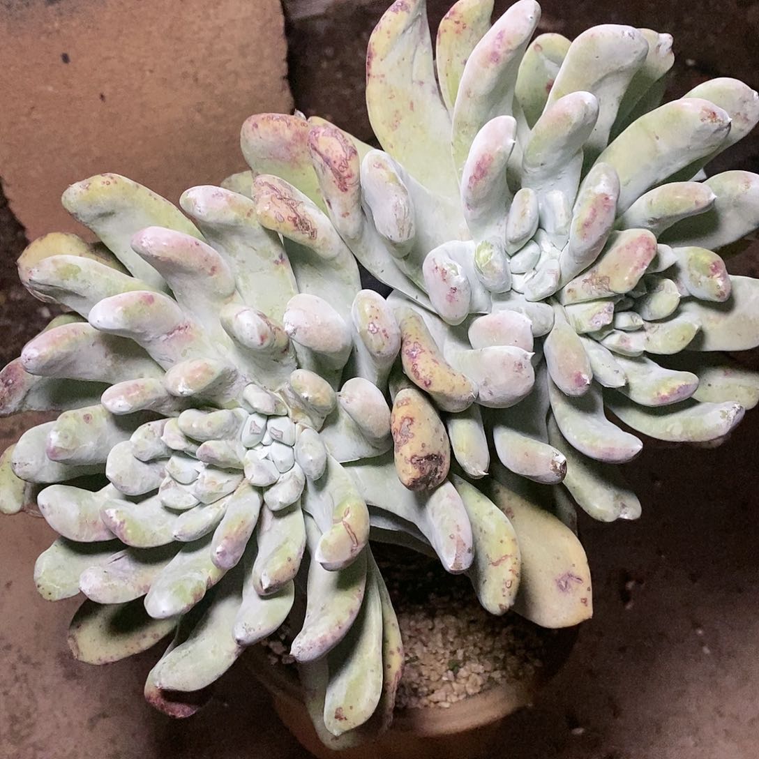 【闪购商品】小*童哈哈哈哈拇指1464多肉