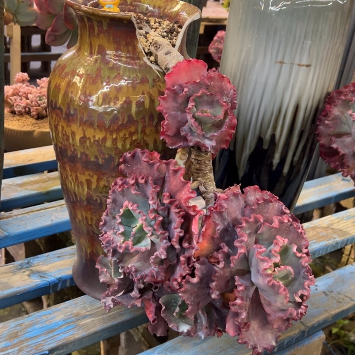 贝壳换60高喷带盆不包物流