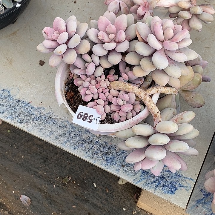 秋***莲589桃蛋多肉植物多肉