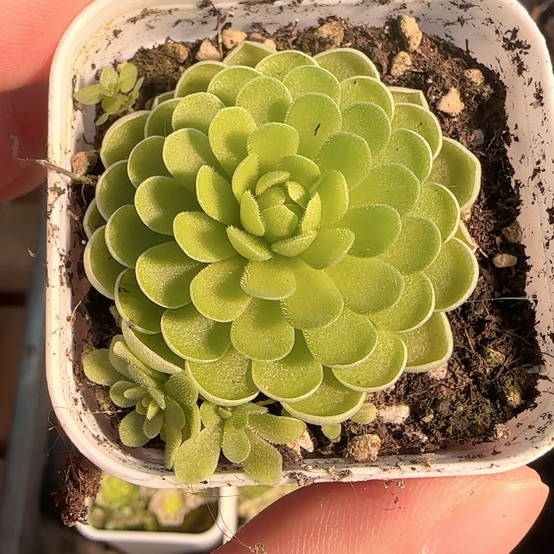 多肉1202-183捕虫堇