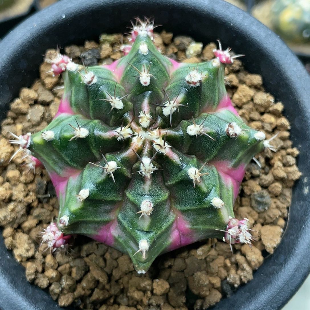 泰系名品侧芽，泡泡糖