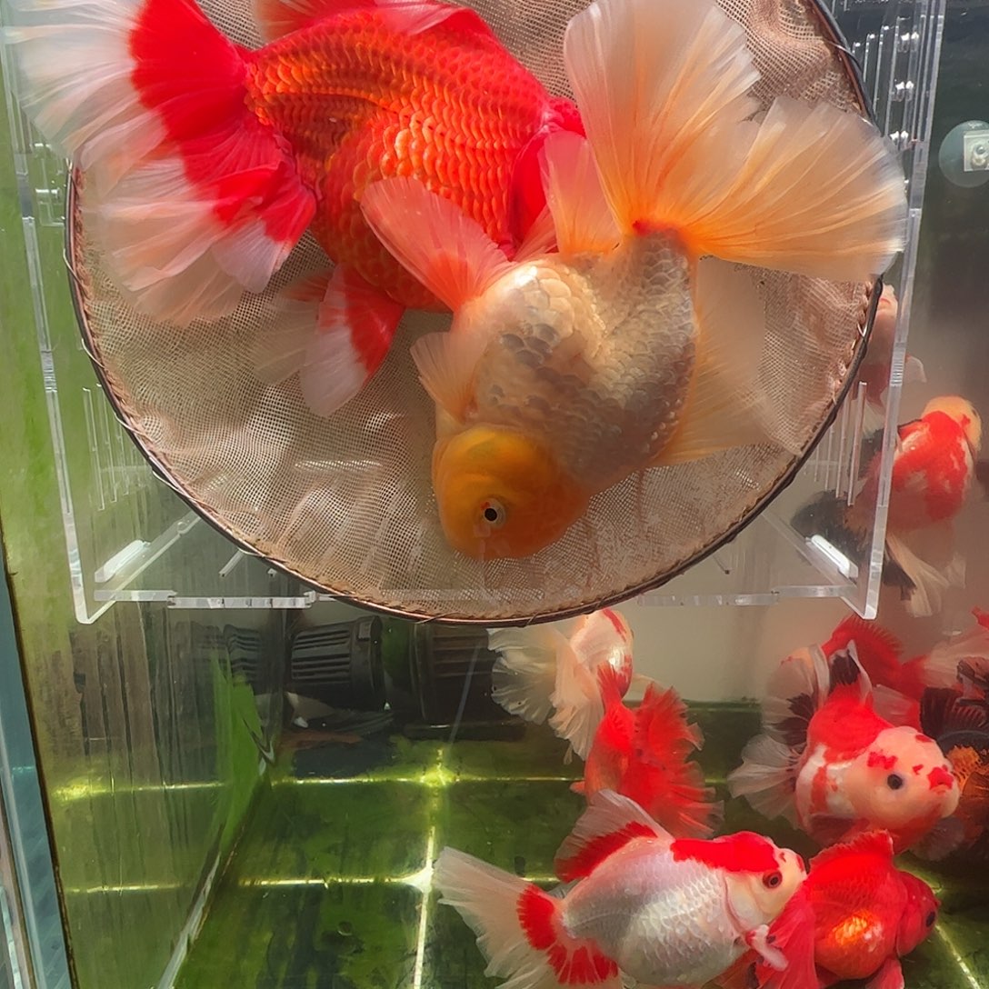 金鱼百褶泰师压成6