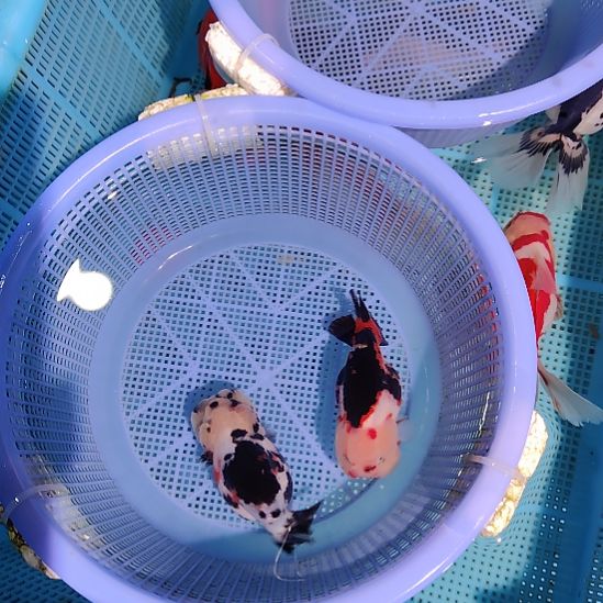 o***T金鱼075兰寿两只特价顺丰包邮